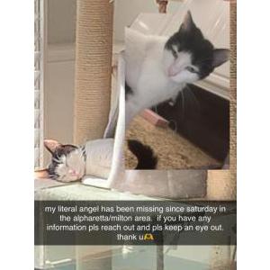 Lost Cat Harper