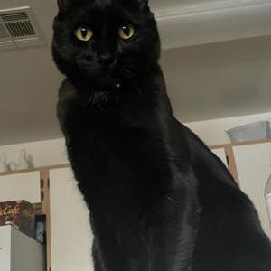 Lost Cat Otis