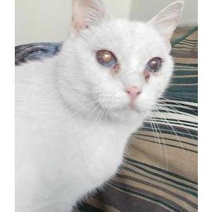 Lost Cat Casper