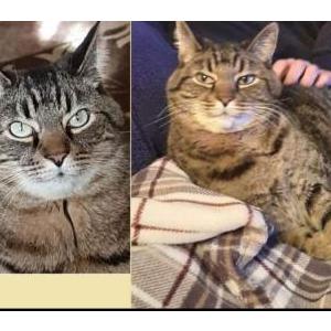 Lost Cat Edgar