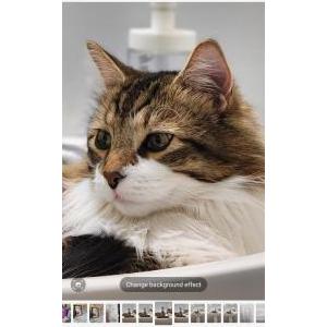 Lost Cat Ozzie Monroy
