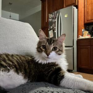 2nd Image of Ozzie Monroy, Lost Cat
