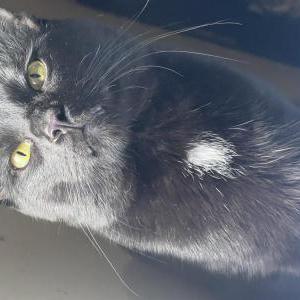 Lost Cat Papa