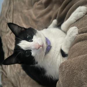 Lost Cat Oreo