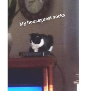 Lost Cat Socks