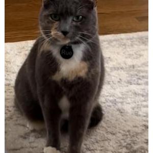 Lost Cat Rue