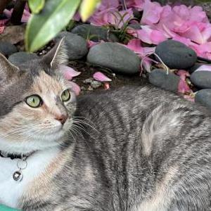 Image of Mica, Lost Cat