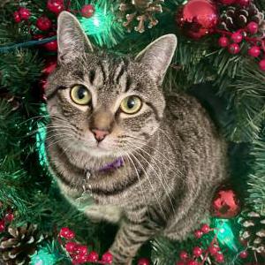 Lost Cat Remi