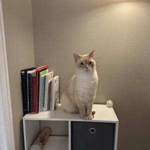 Lost Cat Baobao