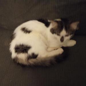 Image of Domino, Lost Cat