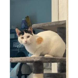 Lost Cat Myla