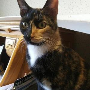 Lost Cat Cali