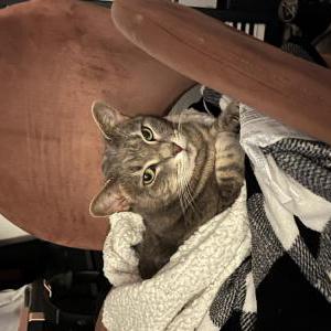 Lost Cat Beadie
