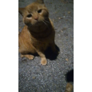 Image of Orange Tabby, Found Cat