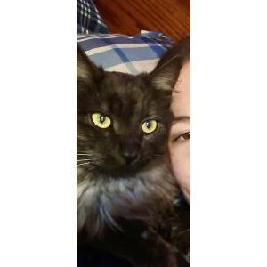 Lost Cat Timothy