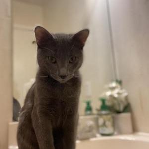 Lost Cat Puddin