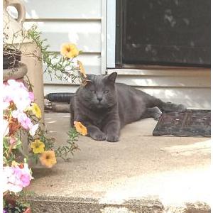 Lost Cat Kittonne