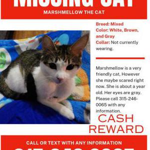 Lost Cat Marshmellow