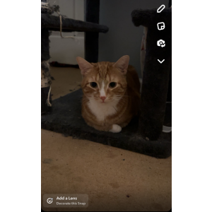 Lost Cat Honey