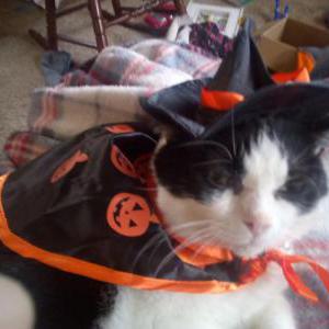 Lost Cat Gizmo