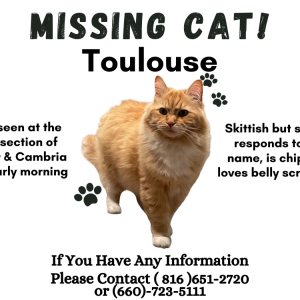Image of Toulouse, Lost Cat