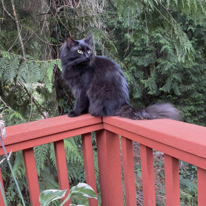 Lost Cat oliver