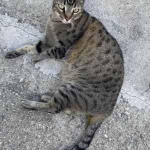 Image of Tiger, Lost Cat