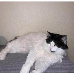 Lost Cat Mitzi