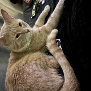 Lost Cat Stormy