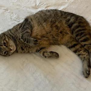 Image of Shiba, Lost Cat