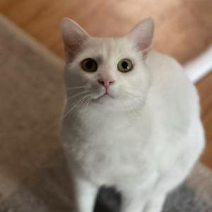 Lost Cat Fuji