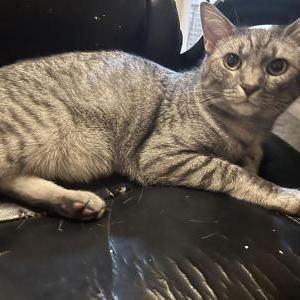 Lost Cat Zip