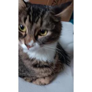 Image of Kiki, Lost Cat