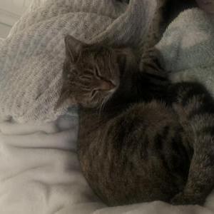 Lost Cat Rosie