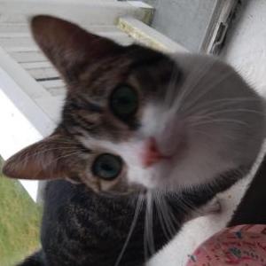 Lost Cat Joy