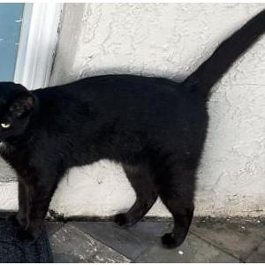 Lost Cat Soma