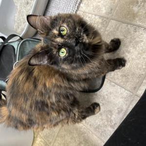 Found Cat Unknown
