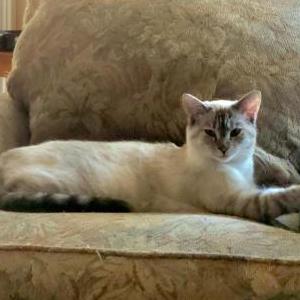 Lost Cat Gemini