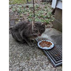 Found Cat Unknown