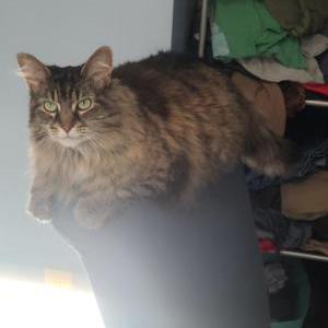 Image of Buttons (bubu), Lost Cat