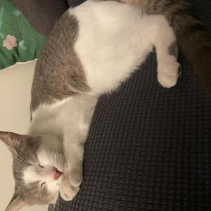 Image of Peach, Lost Cat