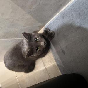 2nd Image of Bleu, Lost Cat