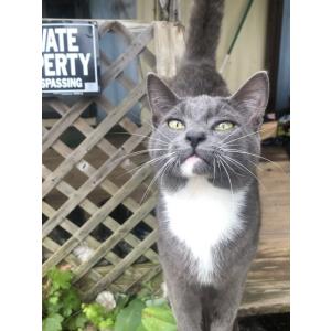 Lost Cat Blue