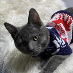 Lost Cat Jamerson