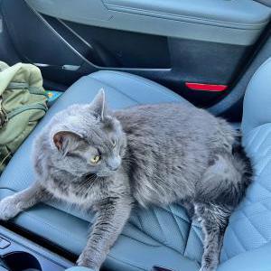 Found Cat Unknown