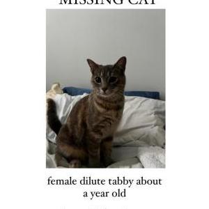 Lost Cat Hinata