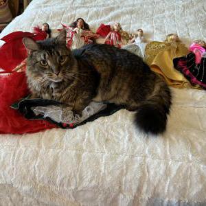 Lost Cat Gandalf