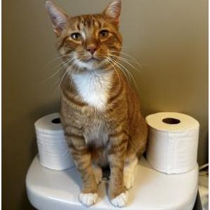 Lost Cat Cheeto