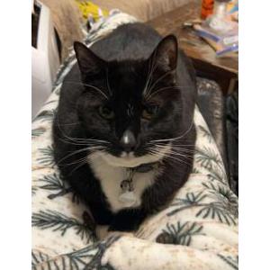 Lost Cat Spencer