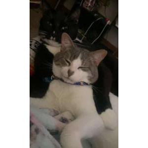 Lost Cat Hotchner